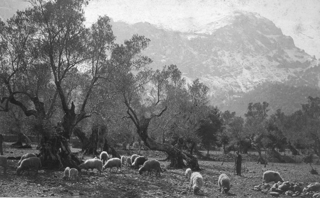 Flock of sheep and shepherd in an olive grove