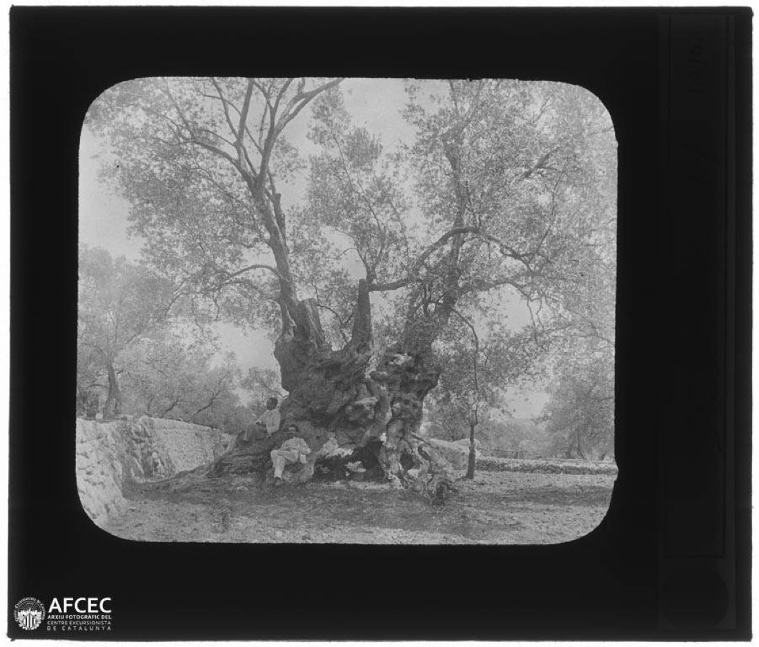 Two men lying at the foot of the biggest olive tree in Mallorca in Valldemossa