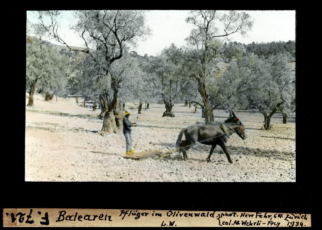 ETH-BIB-Balearen, Pflüger im Olivenwald-Dia 247-F-00721
