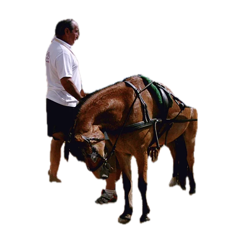 Carro estirat per un cavallet, a s'Aranjassa, Mallorca.jpg