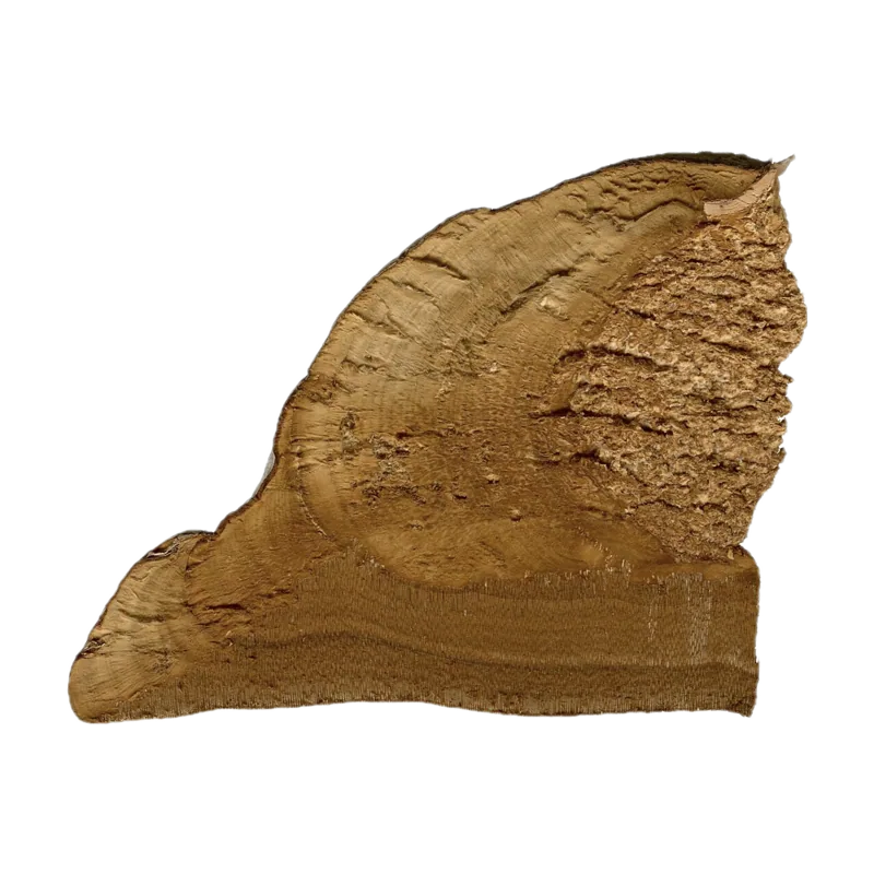 Fomes fomentarius inside 2009 G1.jpg