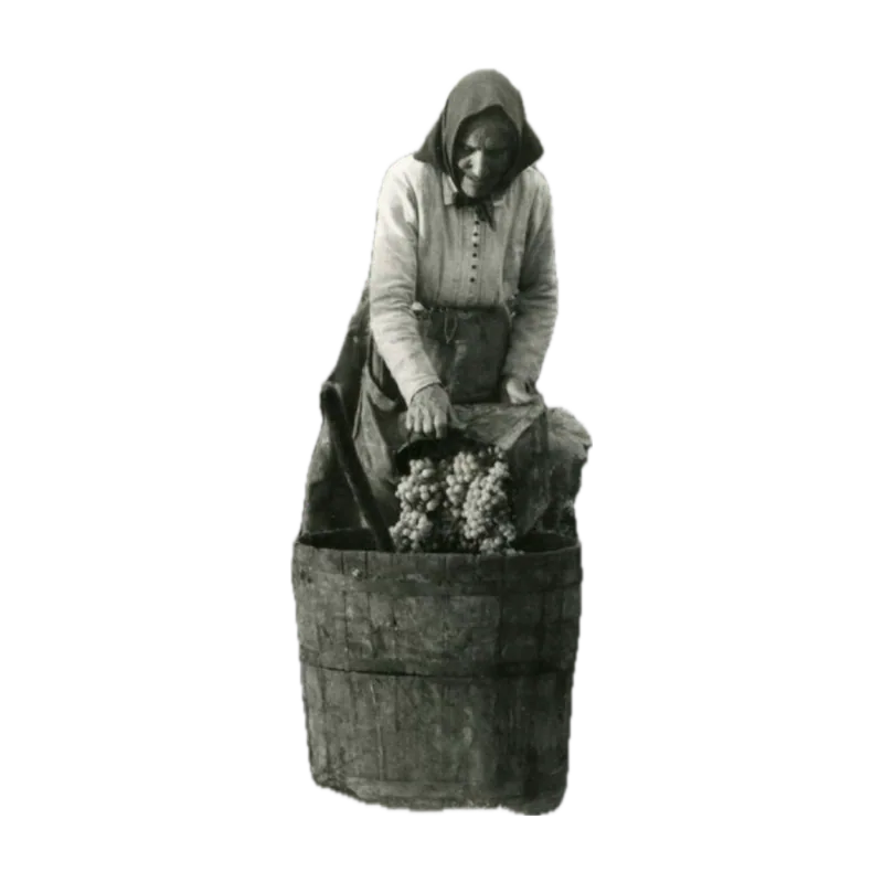 Farmer filling a carrier with grapes