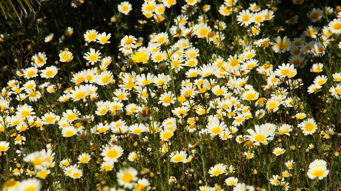 Spring Majorca - panorama